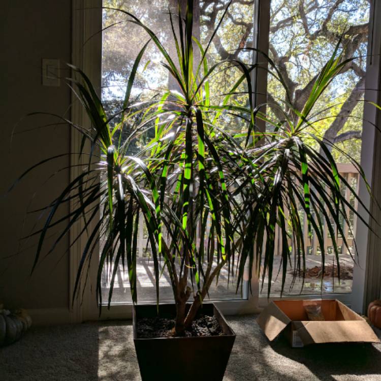 plant image 934427