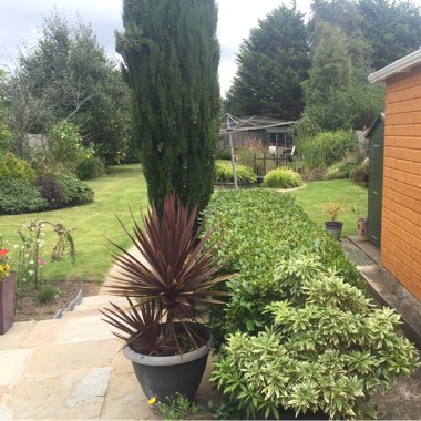 Barry's garden