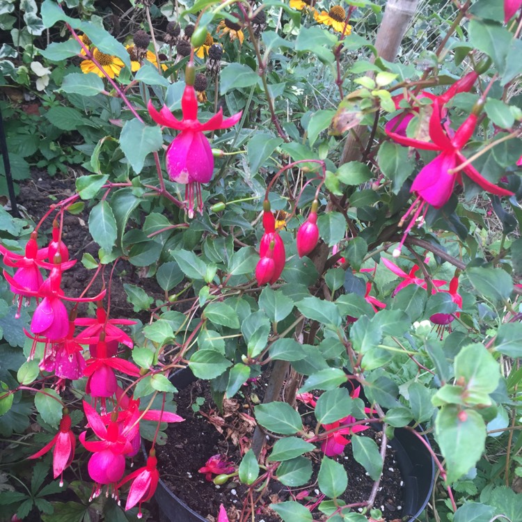 Plant image Fuchsia 'Pink Fizz'