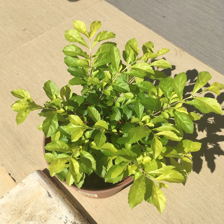 Plant image Duranta erecta 'Sheena's Gold' syn. Duranta repens 'Sheena's Gold'
