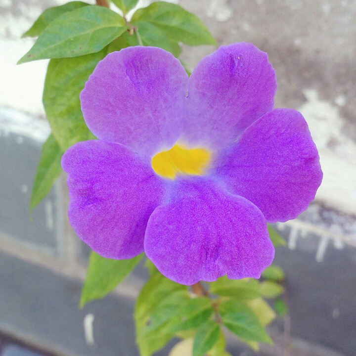Plant image Thunbergia erecta