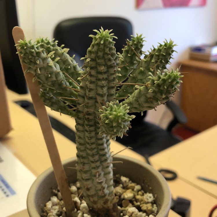 Plant image Euphorbia Mammillaris