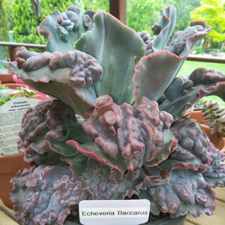 plant image 882520