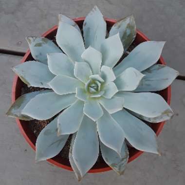 Dudleya brittonii