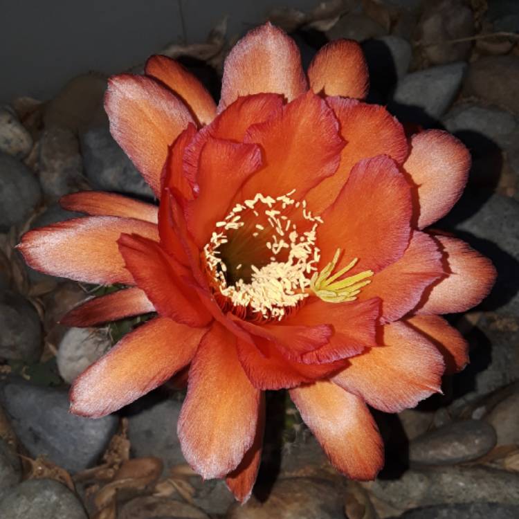 plant image 1475414