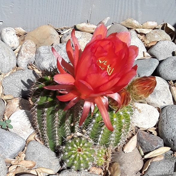 plant image 1475689