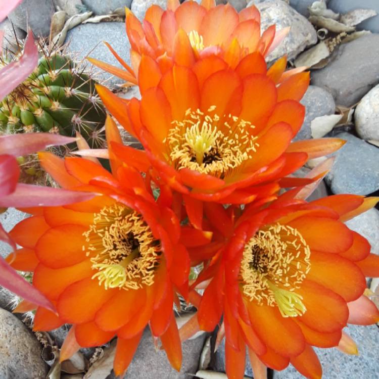 Plant image Echinopsis huascha