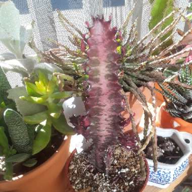 Euphorbia trigona cv. Royal Red