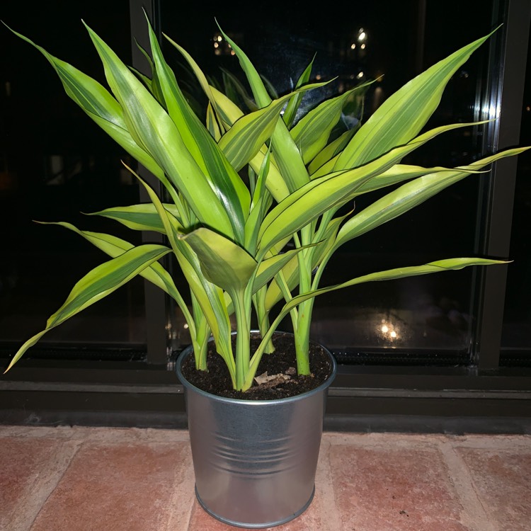 plant image 953348