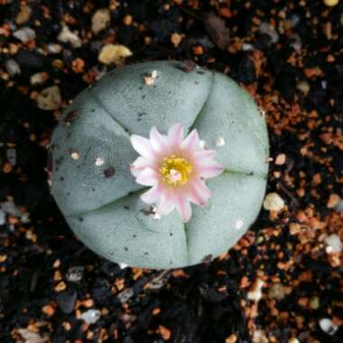 Lophophora Williamsii