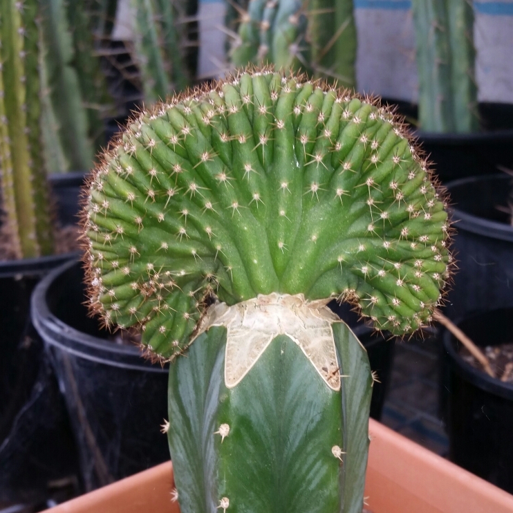 plant image 245401
