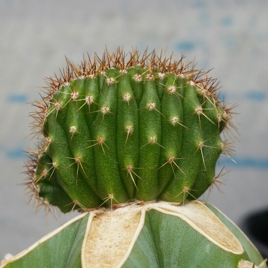 plant image 247785