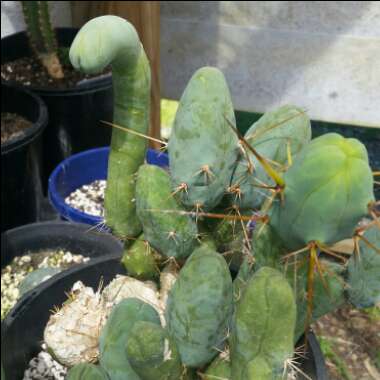 Trichocereus bridgesii 'Montrose'