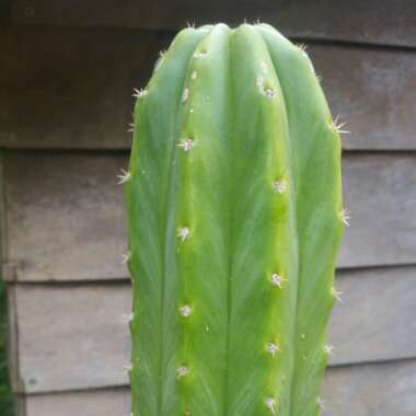 Echinopsis lageniformis syn. Trichocereus bridgesii