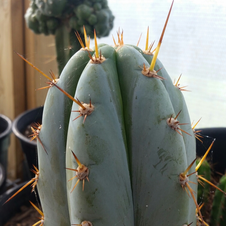 plant image 255072