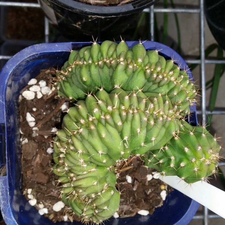 Plant image Trichocereus Pachanoi x SS02 Crest