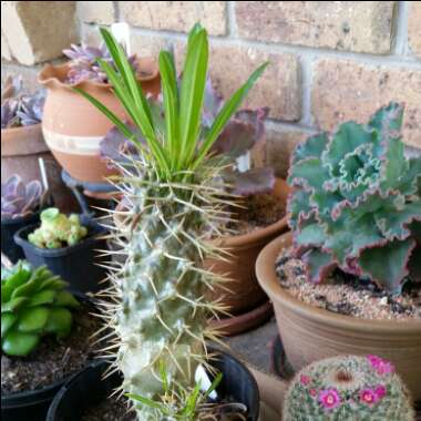 Pachypodium lamerei