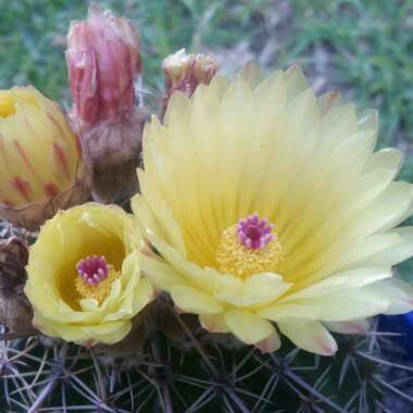 Parodia  syn. Notocactus