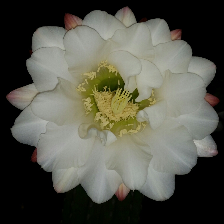 Plant image Trichocereus tersheckii syn. Echinopsis terscheckii