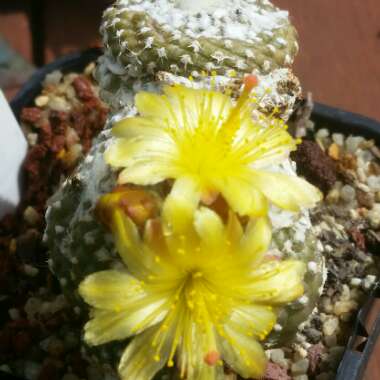 Copiapoa laui syn. Copiapoa hypogaea var. laui
