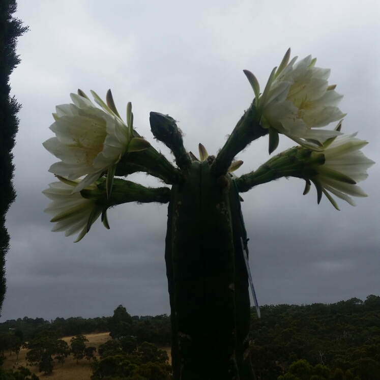 plant image 298586