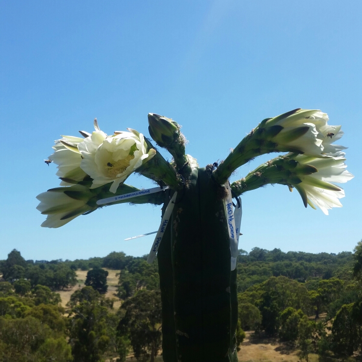 plant image 299042