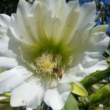 Trichocereus Scopicola