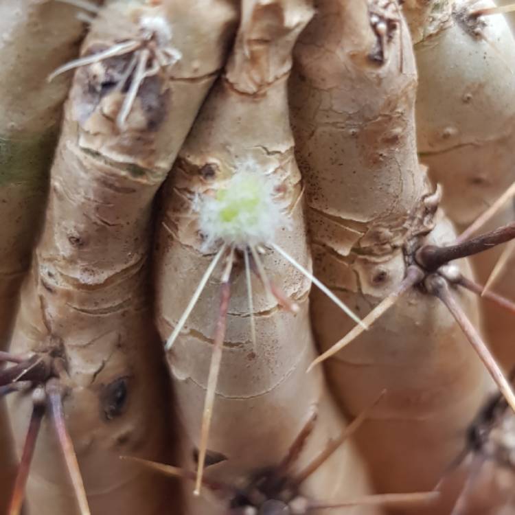 plant image 634577