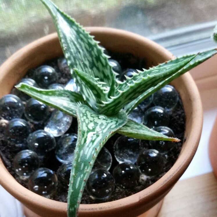 Plant image Aloe 'Lavender Star'