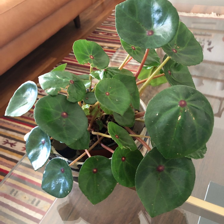 plant image 1357537