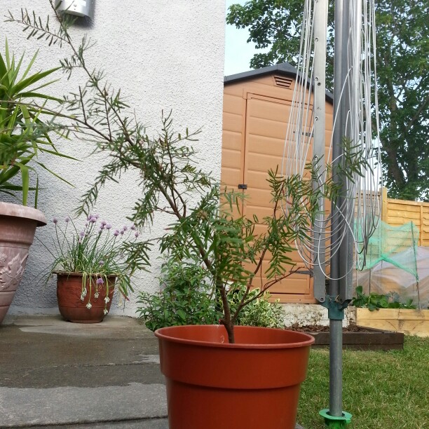 Plant image Taxus baccata