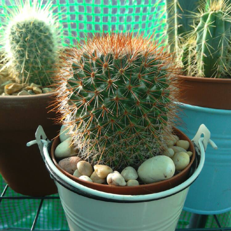 plant image 279429 plant image 279429
