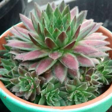 Jovibarba arenaria