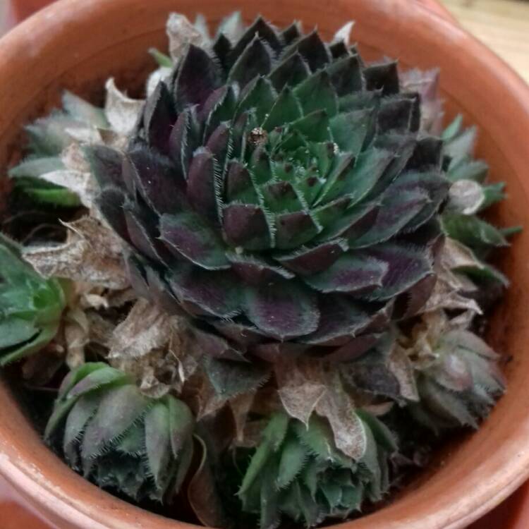 Plant image Jovibarba arenaria
