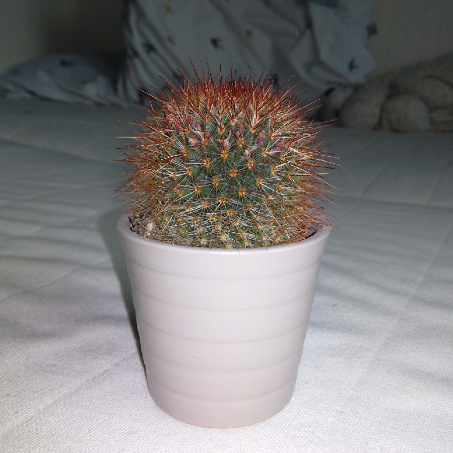 plant image 82692 plant image 82692
