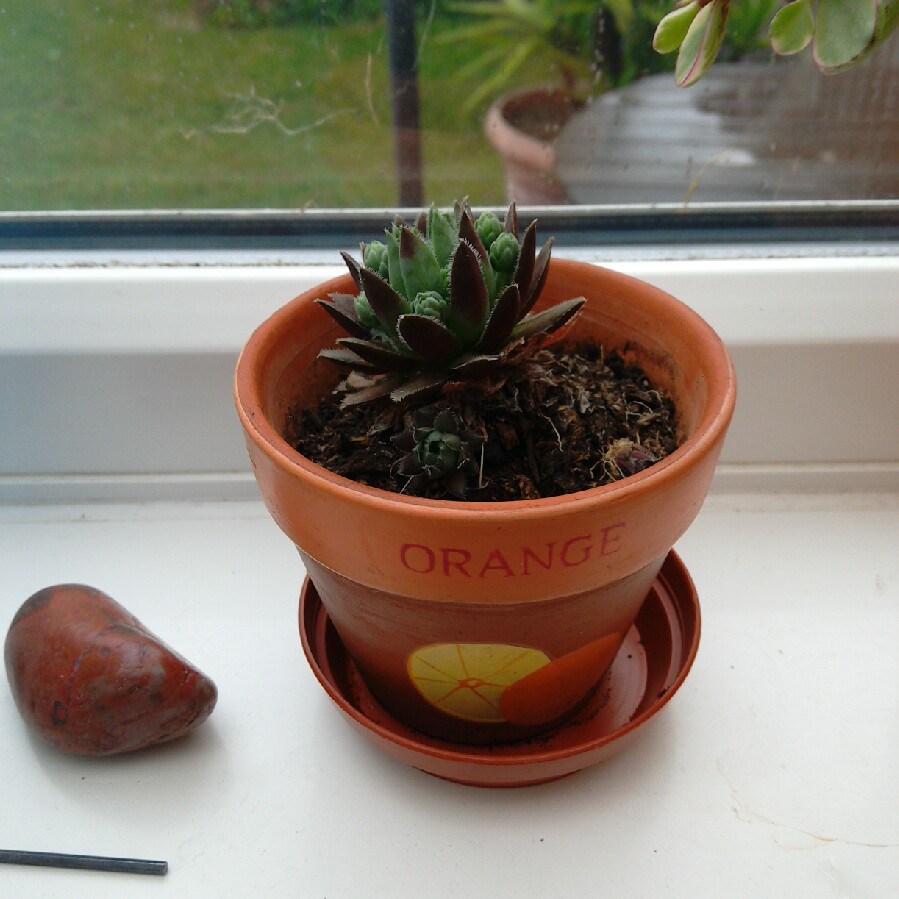 plant image 82727