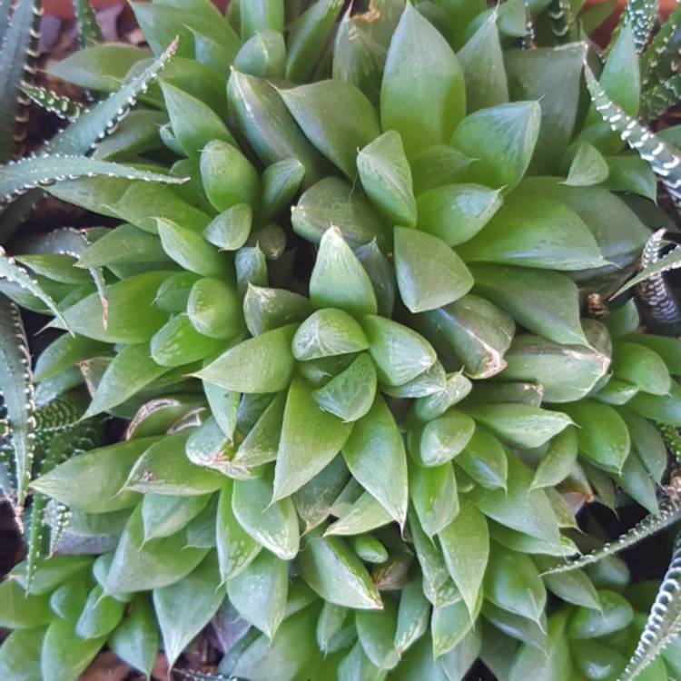 Plant image Haworthia magnifica var. Acuminata