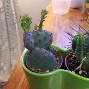 Santa Rita Cactus