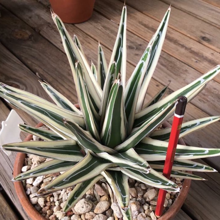 Plant image Agave Victoriae Reginae f. Albo Marginata