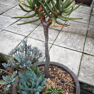 Pete's garden