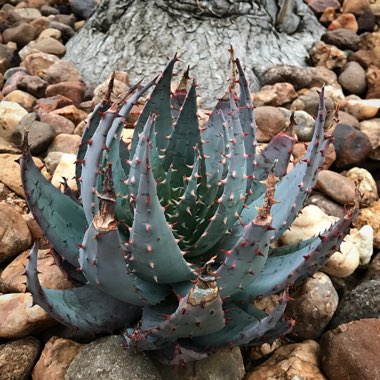 Pete's garden