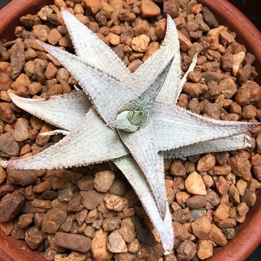Pete's garden