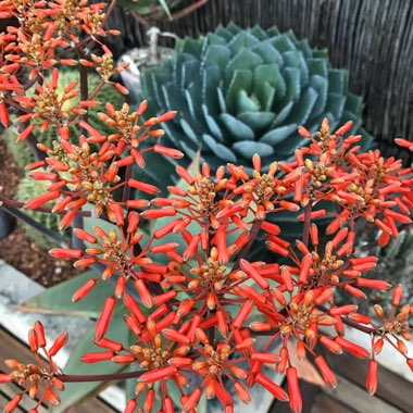 Pete's garden