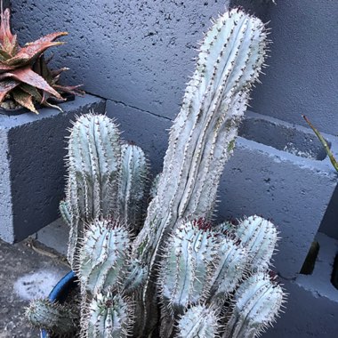 Pete's garden