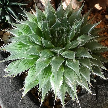 Pete's garden