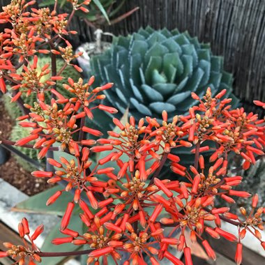 Pete's garden