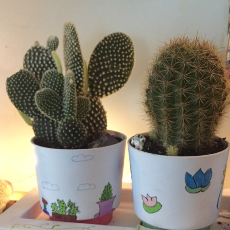 Plant image Trichocereus grandiflorus hybrid