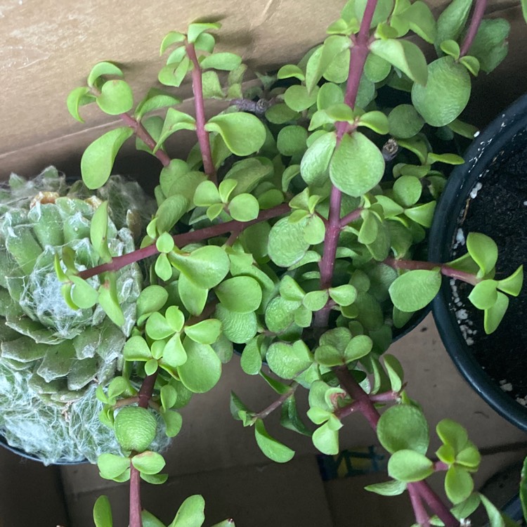 plant image 1313572