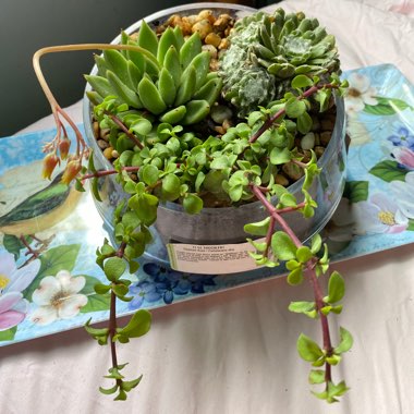 Shawna's garden