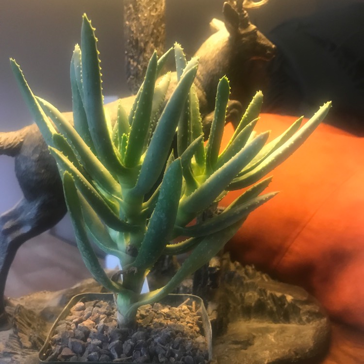 Plant image Aloe Ramosissima